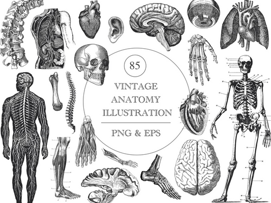 Geschenk: Anatomie Illustration Bundle - Clipart | Vintage
