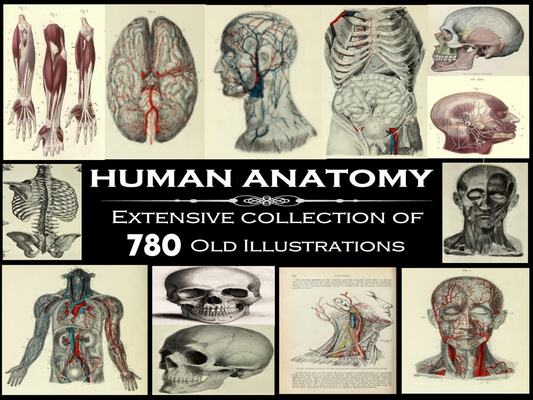 Geschenk: 780 Anatomie Illustrationen - Vintage