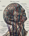 Handbestickte Gefäße von Kopf & Hals | Anatomischer Kunstdruck