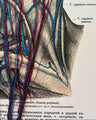 Handbestickte Gefäße von Kopf & Hals | Anatomischer Kunstdruck