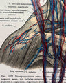 Handbestickte Gefäße von Kopf & Hals | Anatomischer Kunstdruck