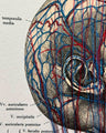 Handbestickte Gefäße von Kopf & Hals | Anatomischer Kunstdruck