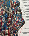 Handbestickte Gefäße von Kopf & Hals | Anatomischer Kunstdruck