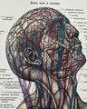 Handbestickte Gefäße von Kopf & Hals | Anatomischer Kunstdruck