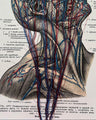 Handbestickte Gefäße von Kopf & Hals | Anatomischer Kunstdruck