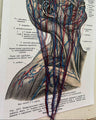 Handbestickte Gefäße von Kopf & Hals | Anatomischer Kunstdruck