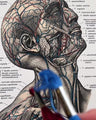 Handbestickte Gefäße von Kopf & Hals | Anatomischer Kunstdruck