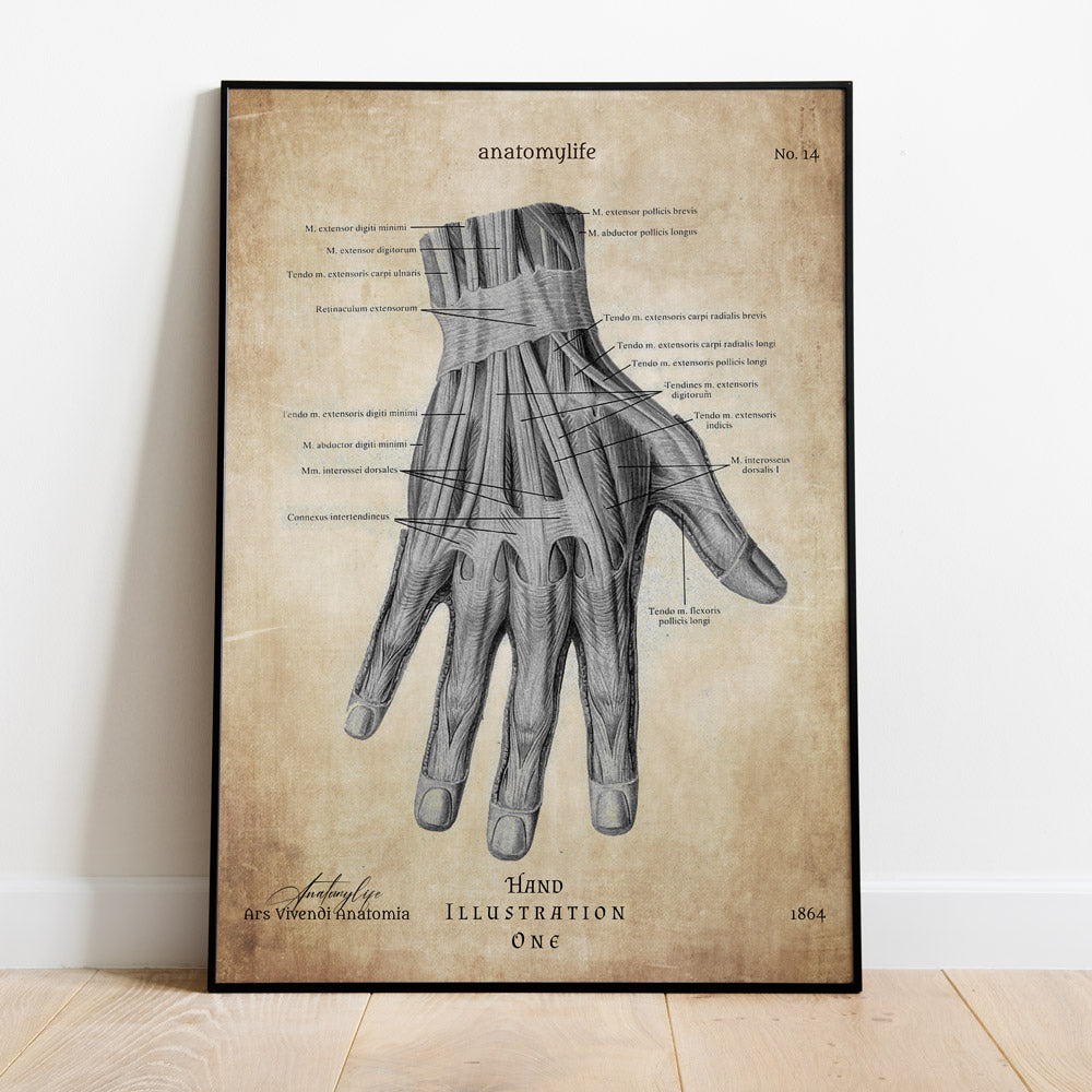 Hand - Illustration No. 1 - Vintage Style