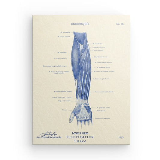 Unterer Arm - Illustration No. 3 - Classic Style