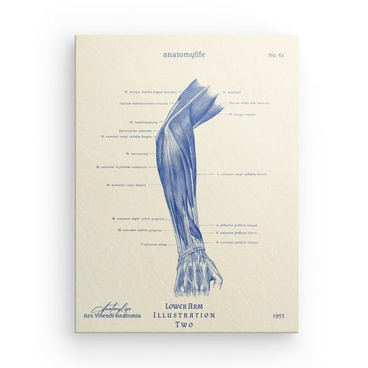 Unterer Arm - Illustration No. 2 - Classic Style