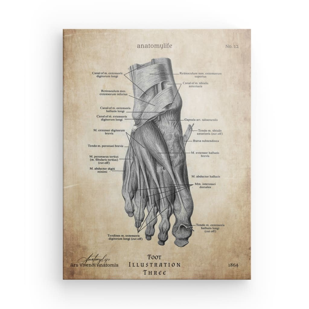 Fuß - Illustration No. 3 - Vintage Style – AnatomyLife Shop