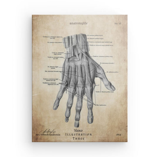 Hand - Illustration No. 3 - Vintage Style