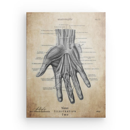 Hand - Illustration No. 2 - Vintage Style