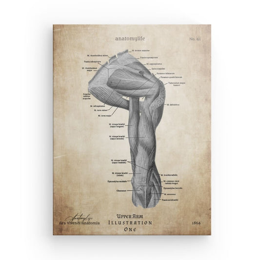 Oberer Arm - Illustration No. 1 - Vintage Style