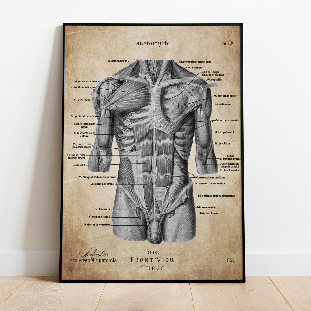 Torso - Vorderansicht No. 3 - Vintage Style